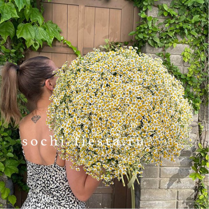 101 ромашка в Петропавловске-Камчатском